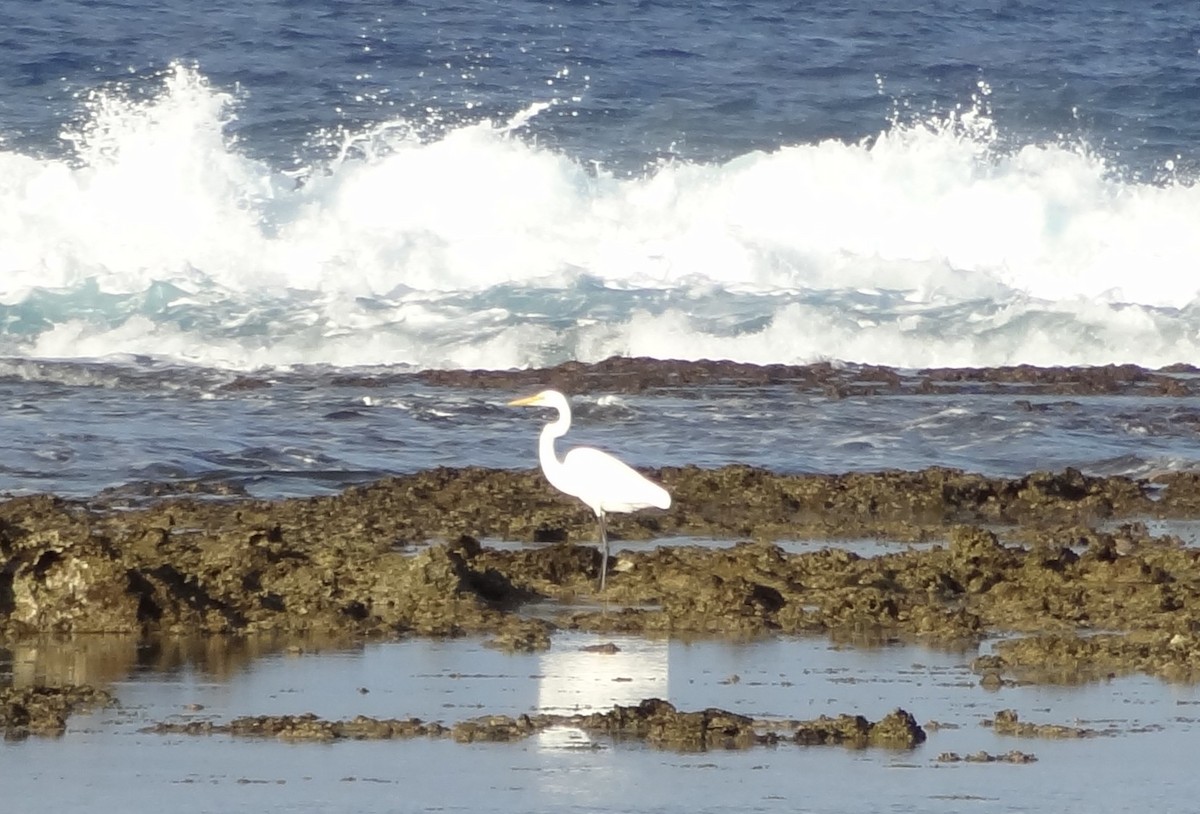 Great Egret - ML302014951