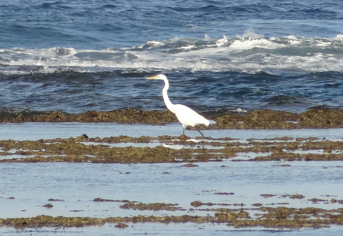 Great Egret - Anicet Paulin