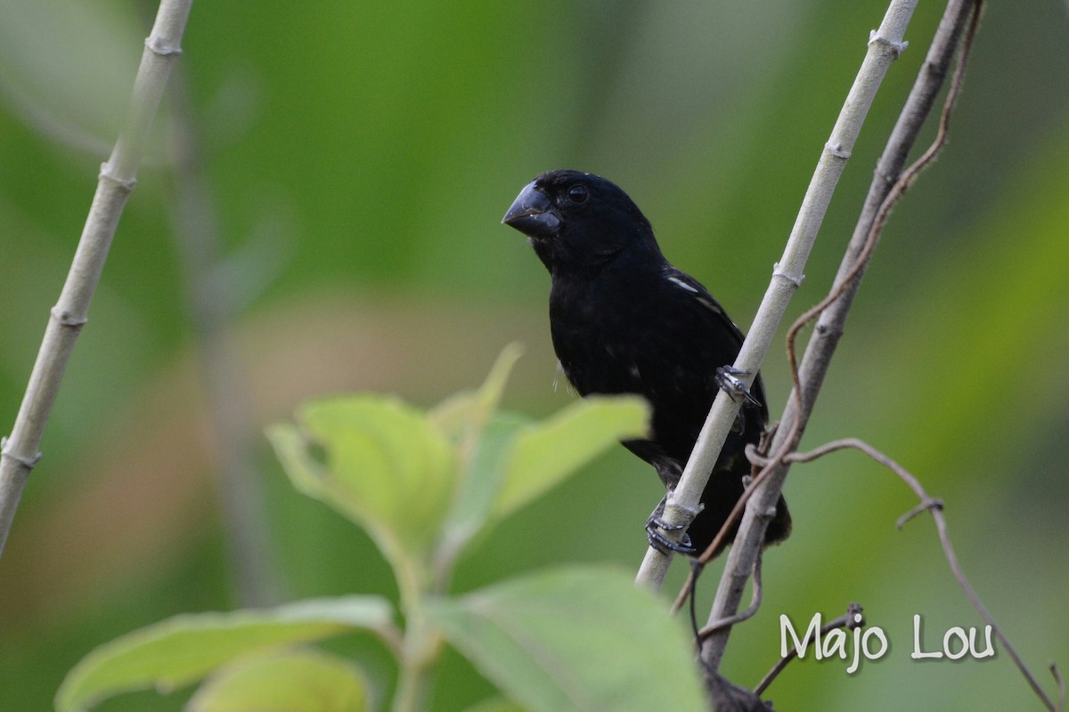 Thick-billed Seed-Finch - ML30201561