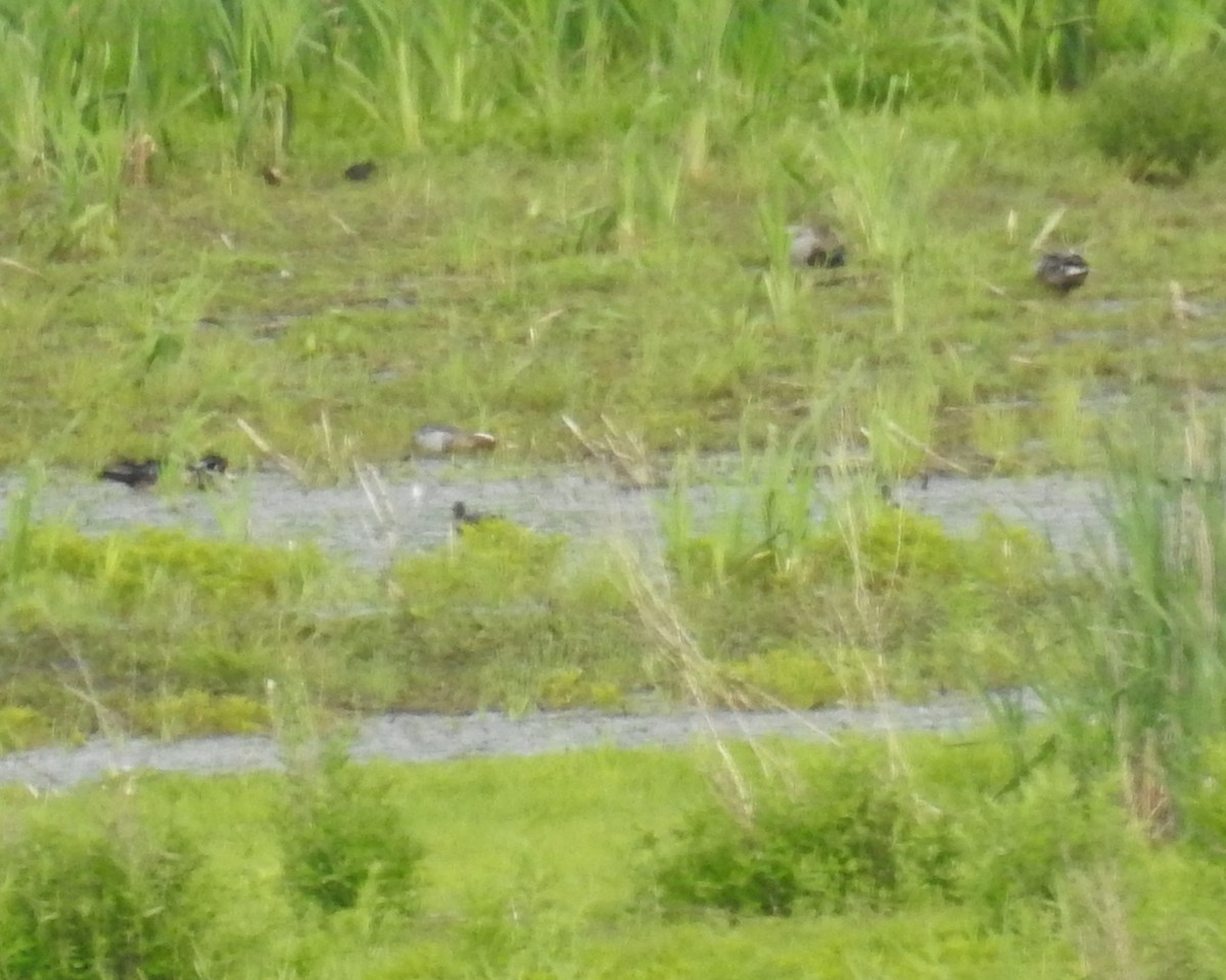 Garganey - ML30201611