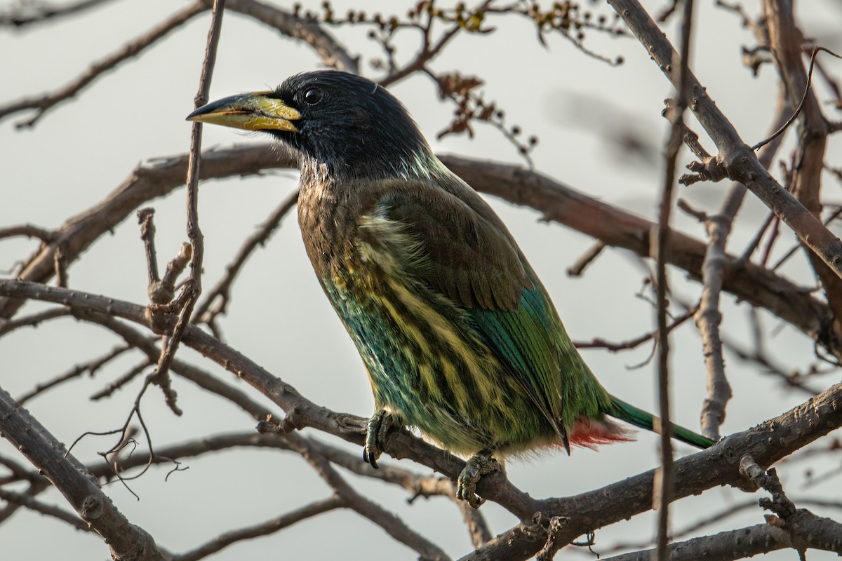 Бородастик великий - ML302017551