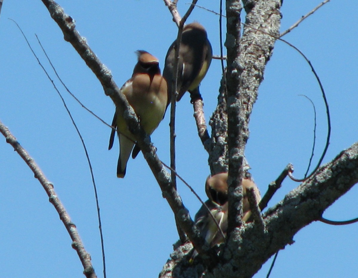 Cedar Waxwing - ML30201771