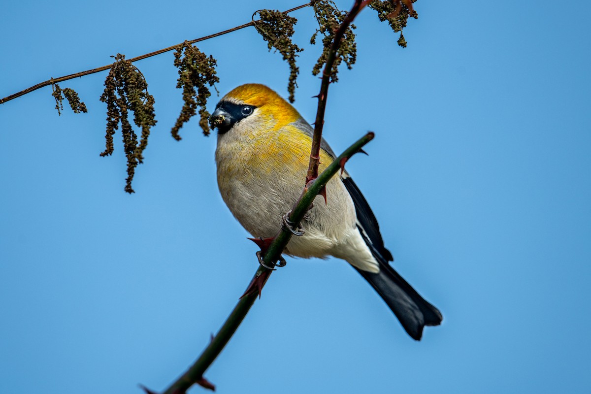 Red-headed Bullfinch - ML302018491