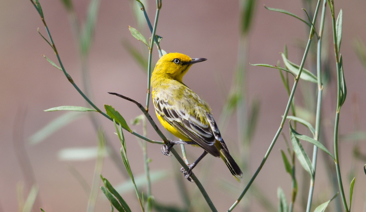 Yellow Chat - ML302018691