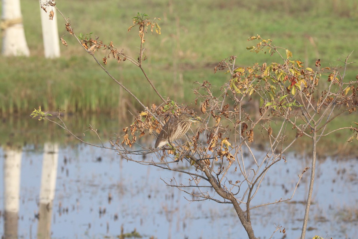 Indian Pond-Heron - ML302019081