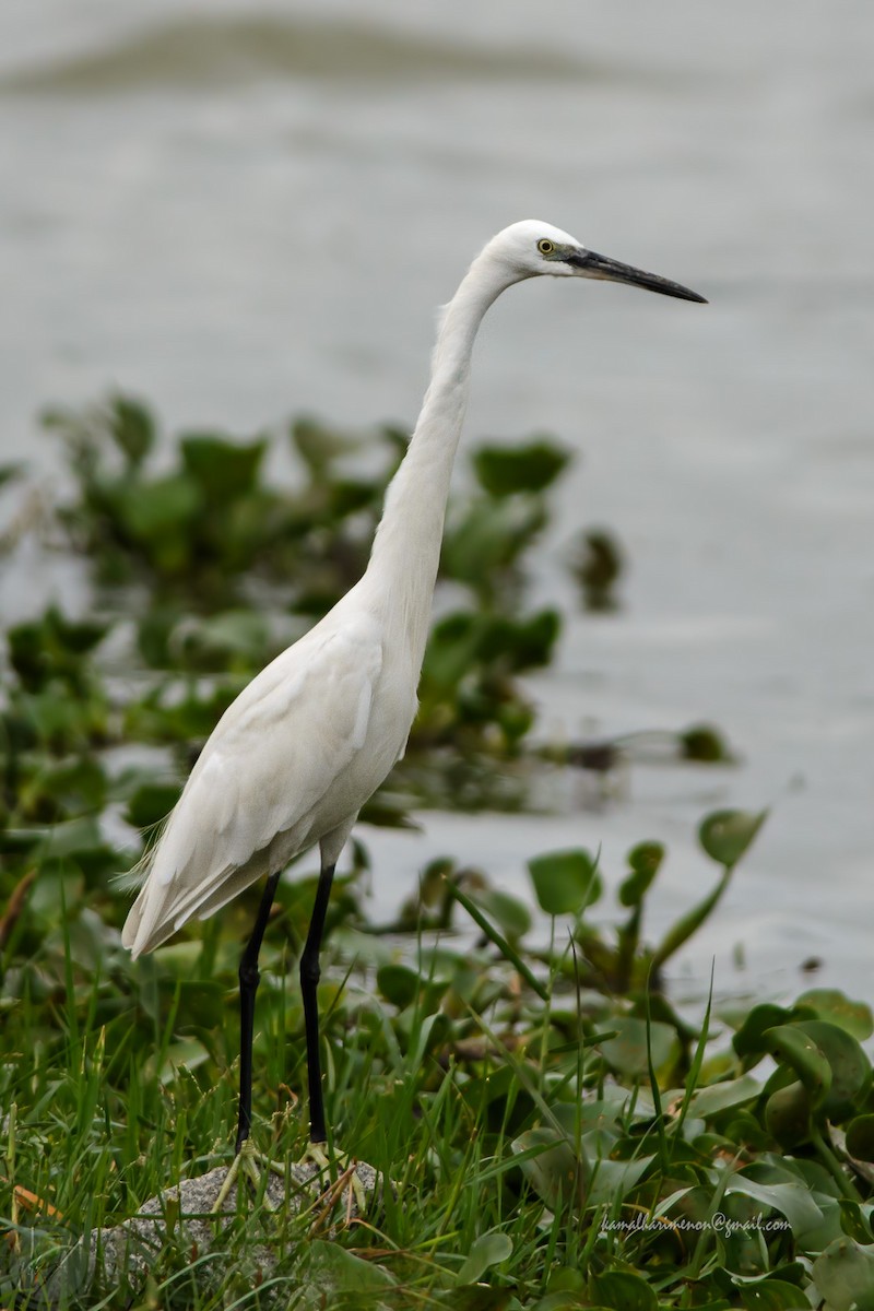 Aigrette garzette - ML302019911