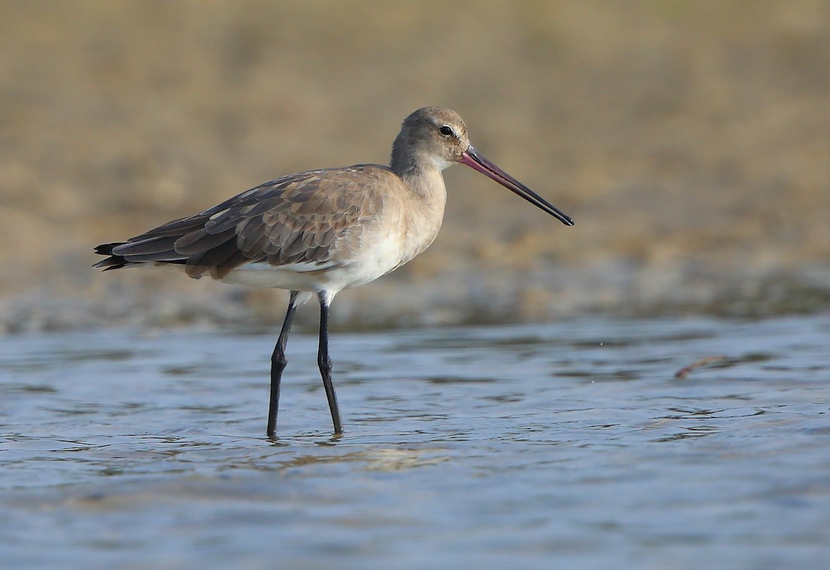 Black-tailed Godwit - ML302020971