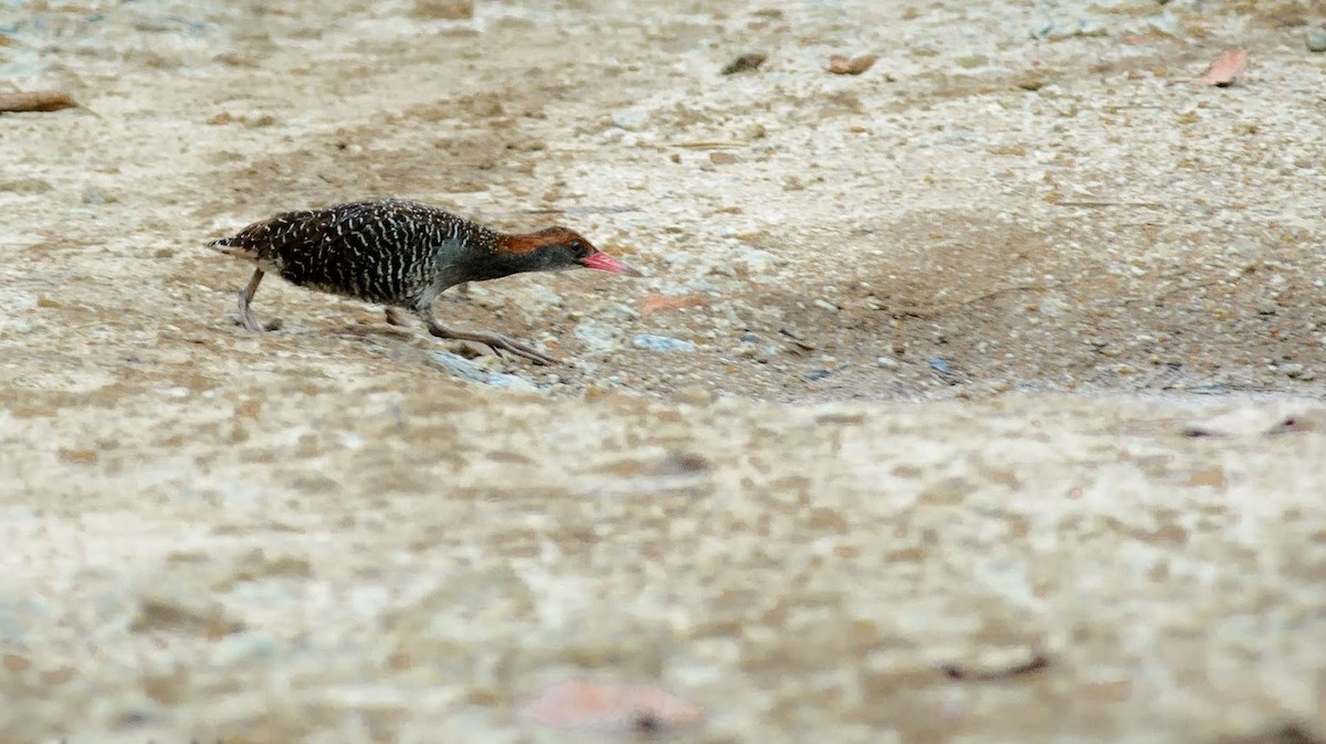 Slaty-breasted Rail - ML302021981