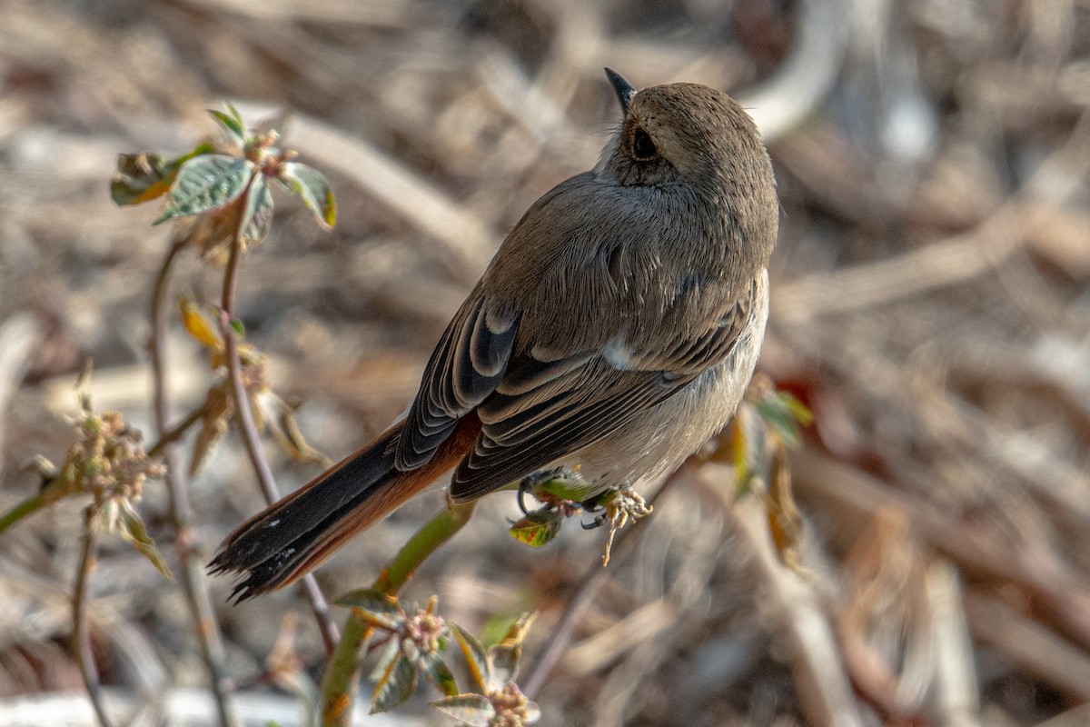 Gray Bushchat - Vivek Saggar