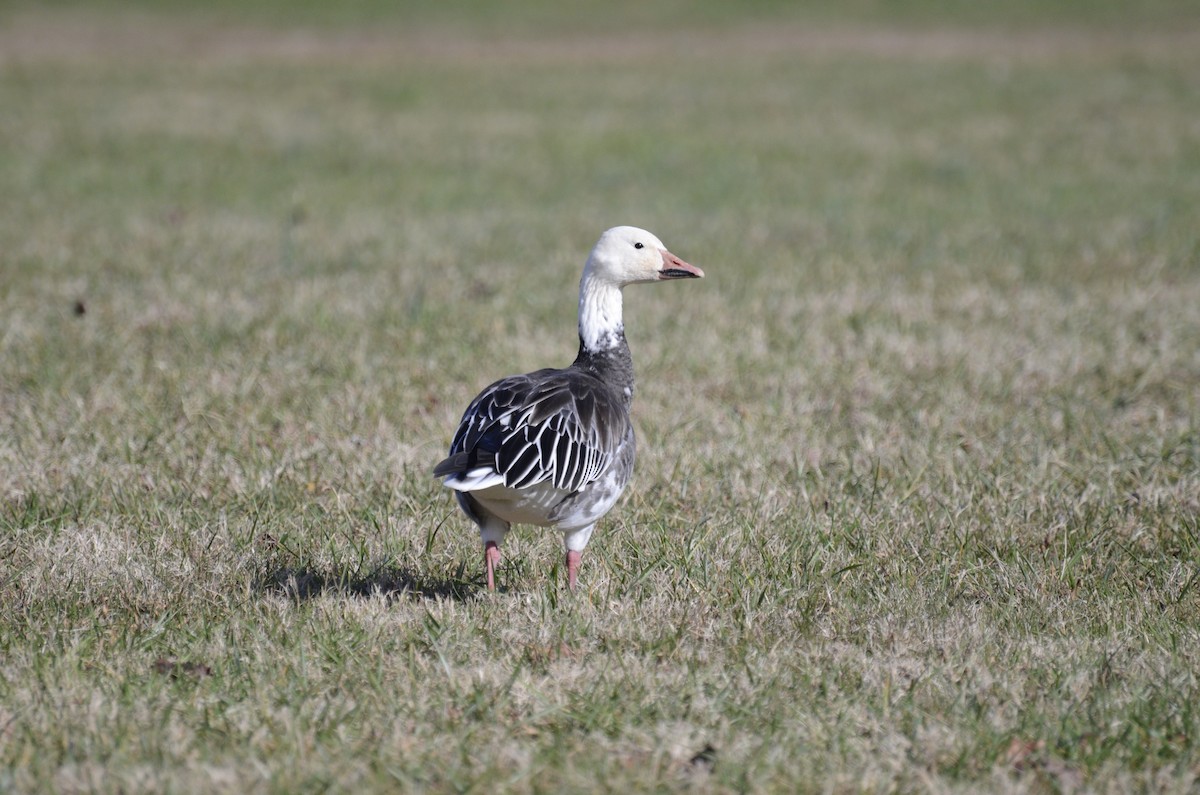 Snow Goose - ML302022321