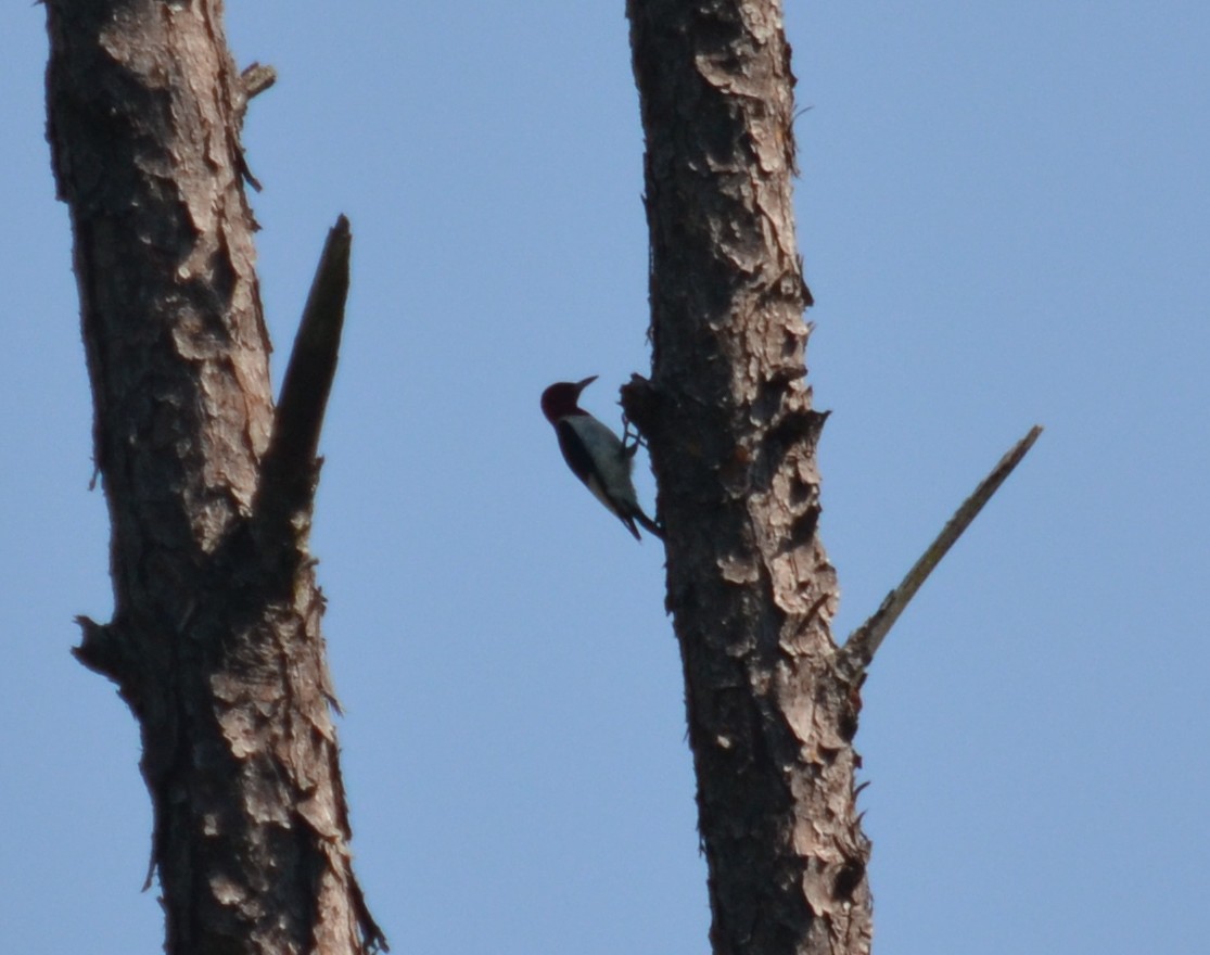 Red-headed Woodpecker - ML30202341