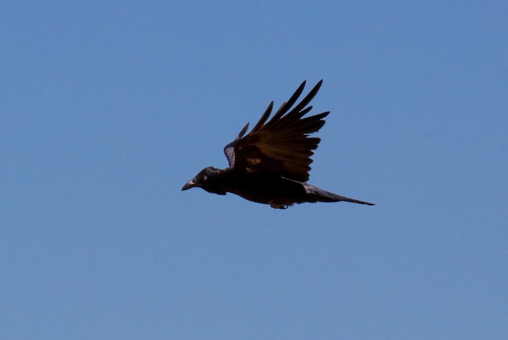 Australian Raven - Hickson Fergusson