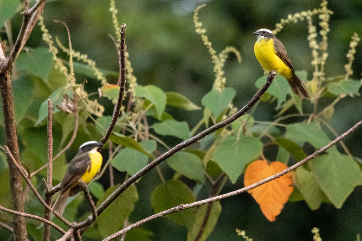 Rusty-margined Flycatcher - Celso Modesto Jr.