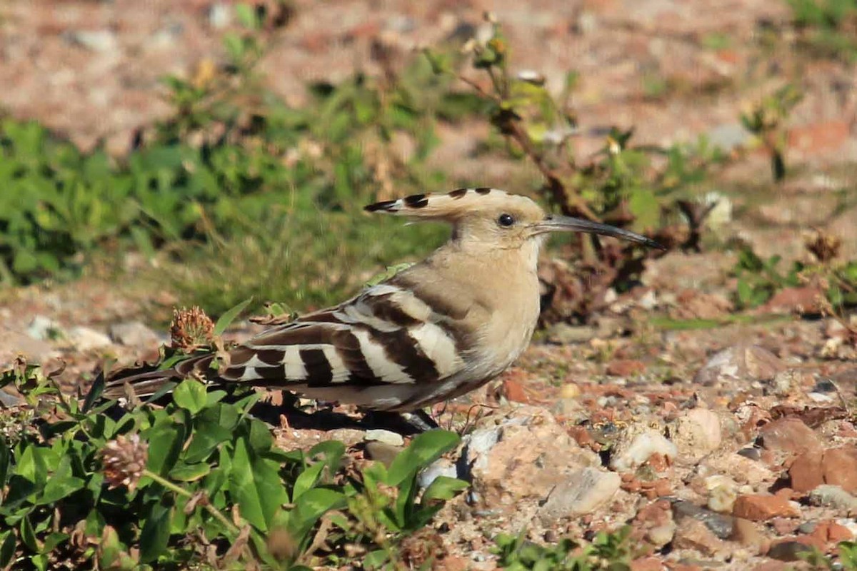Common Hoopoe - ML302023771