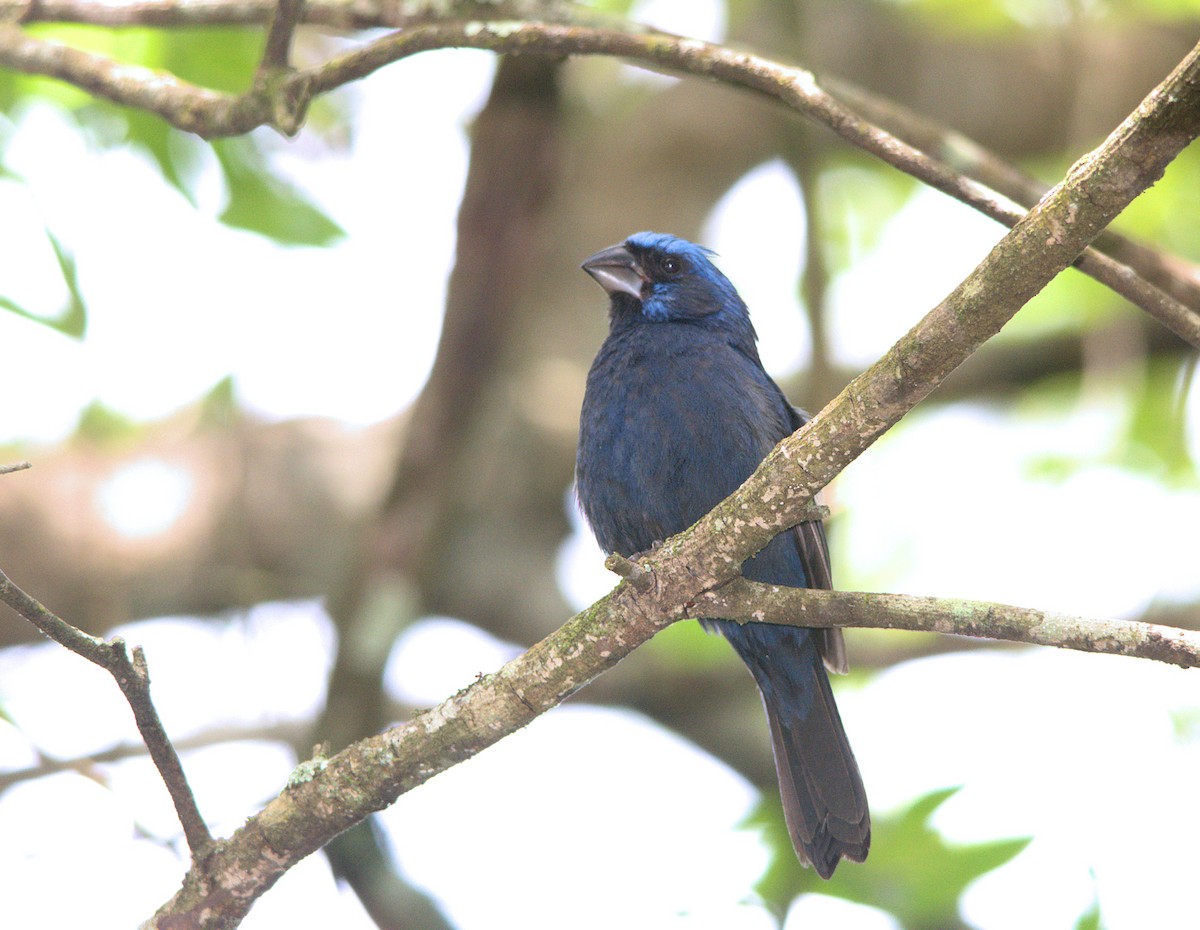 Ultramarine Grosbeak - ML302025201