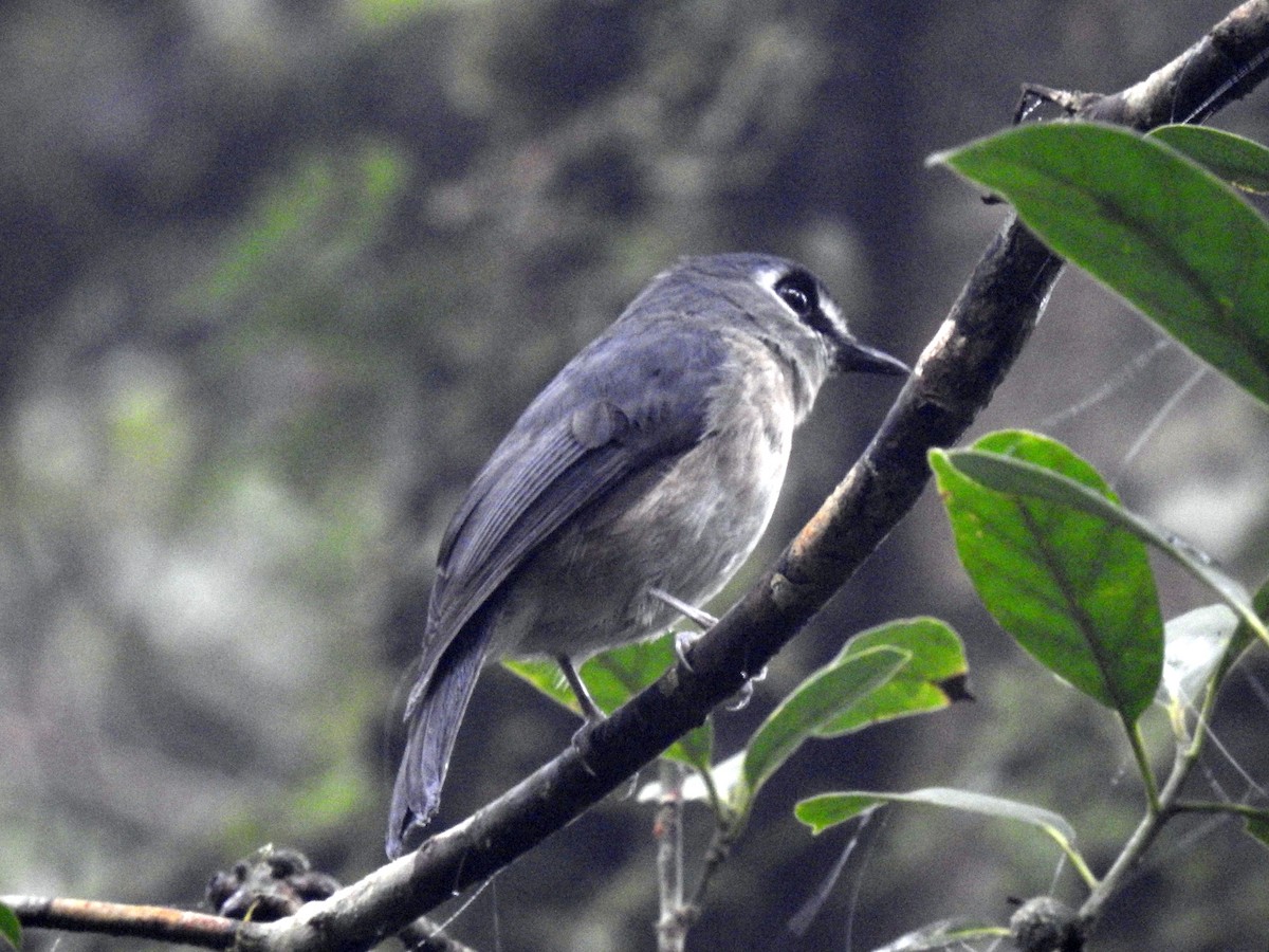 Mindanao Jungle Flycatcher - ML302026691