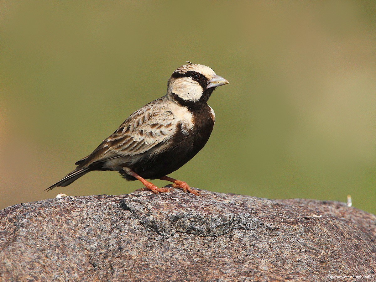 Ashy-crowned Sparrow-Lark - Dharam Veer Singh Jodha
