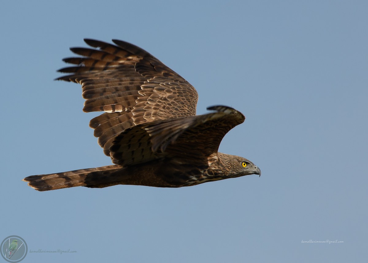 Changeable Hawk-Eagle (Crested) - ML302027511