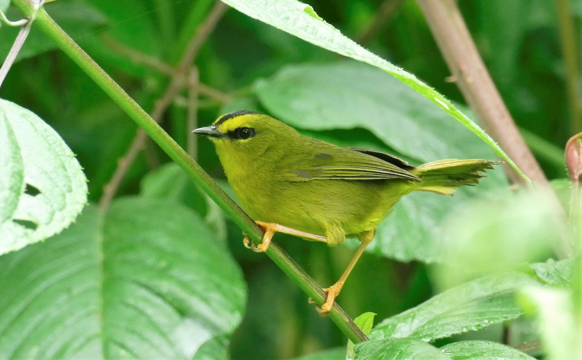 Black-crested Warbler - ML302027821