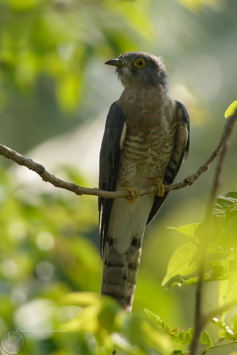 Common Hawk-Cuckoo - ML302029301