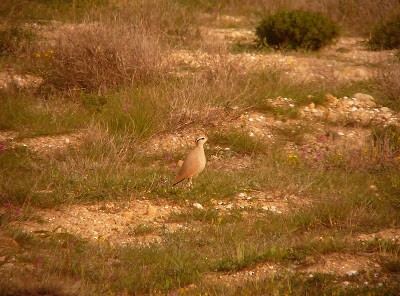 Cream-colored Courser - ML302031071