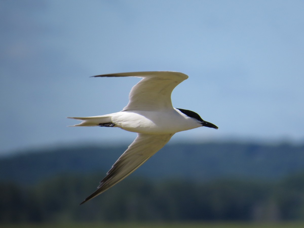 Gull-billed Tern - ML30203171