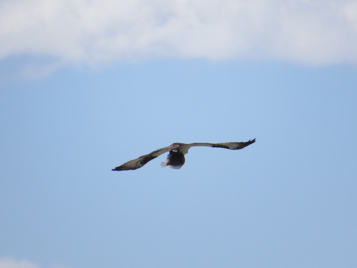 Osprey (carolinensis) - Max McCarthy