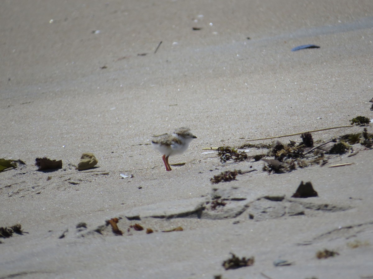 Piping Plover - Max McCarthy