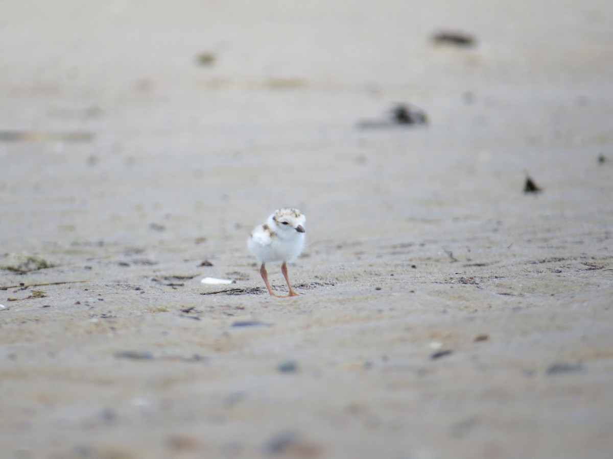 Piping Plover - Max McCarthy