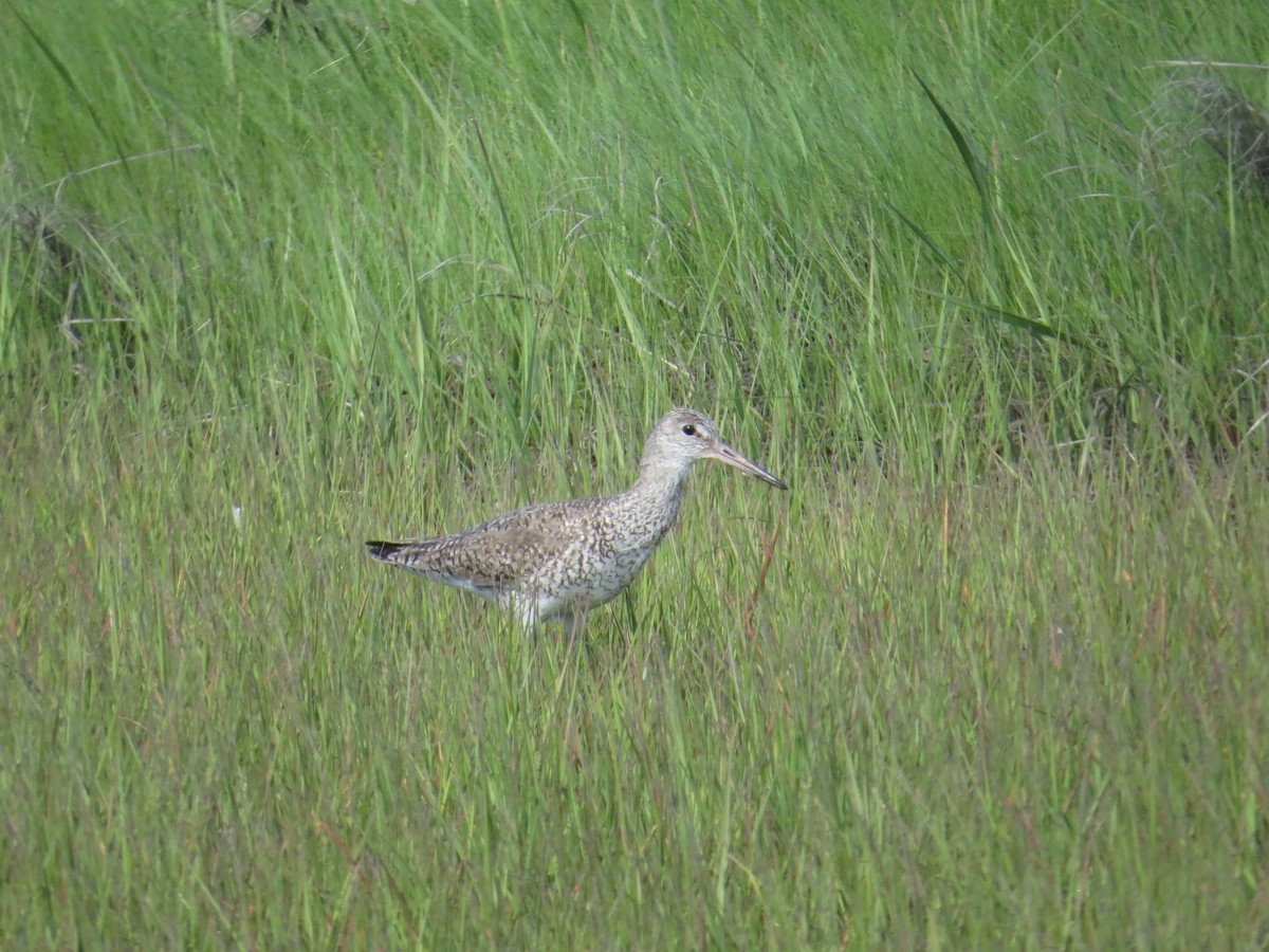 willetsnipe (semipalmata) - ML30203311