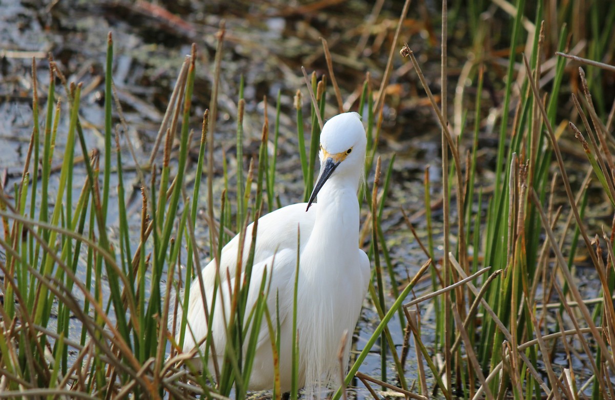 Snowy Egret - Noëlla Aubry