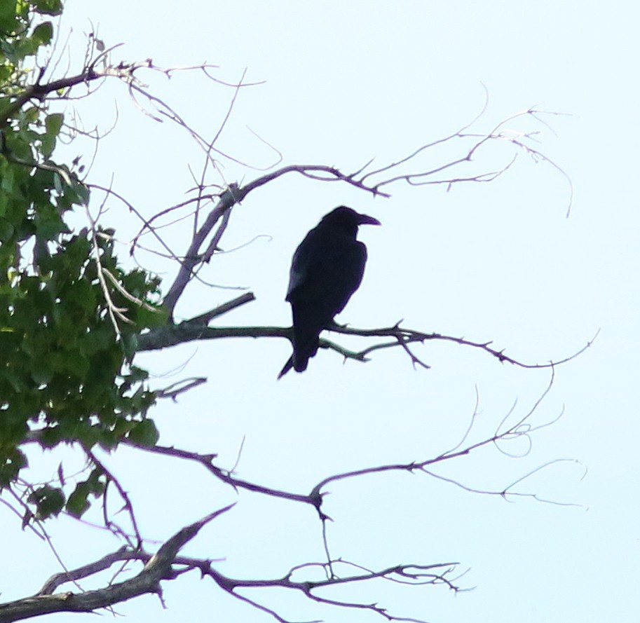 Common Raven - ML302033991