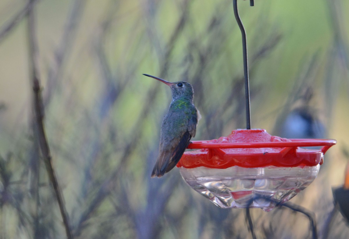 Buff-bellied Hummingbird - ML302034601