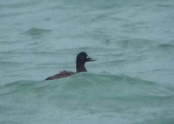 Velvet Scoter - Georg Schreier Birdwatching Algarve