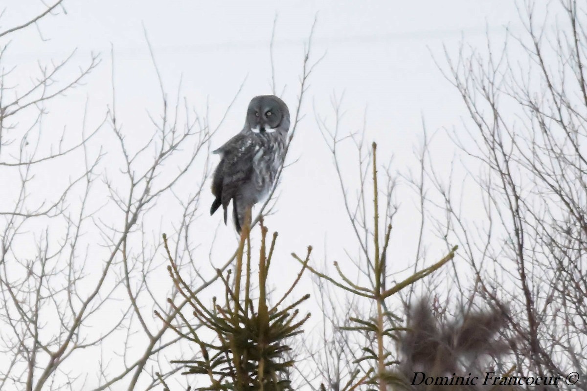 Great Gray Owl - ML302036571