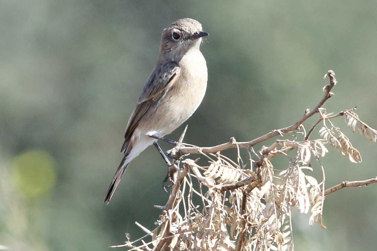 Variable Wheatear - ML302038881