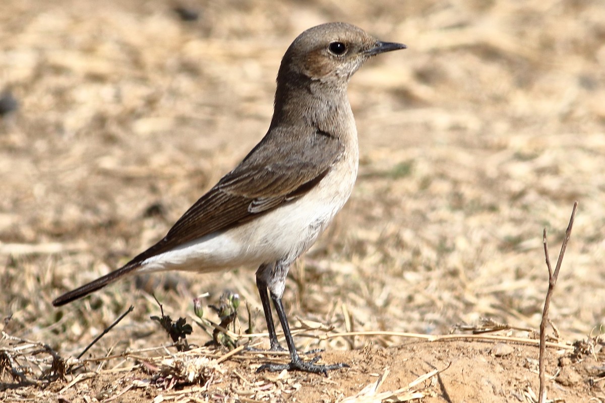 Variable Wheatear - ML302039061