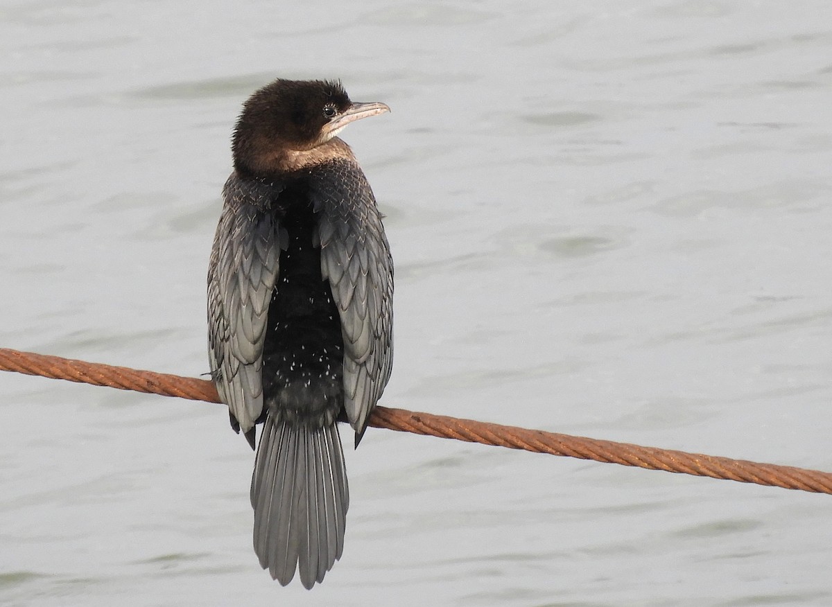 Pygmy Cormorant - ML302039171