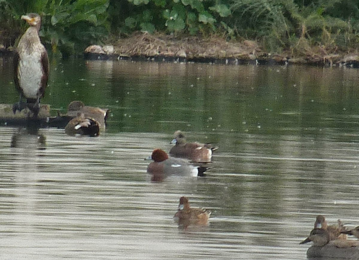 American Wigeon - Georg Schreier Birdwatching Algarve