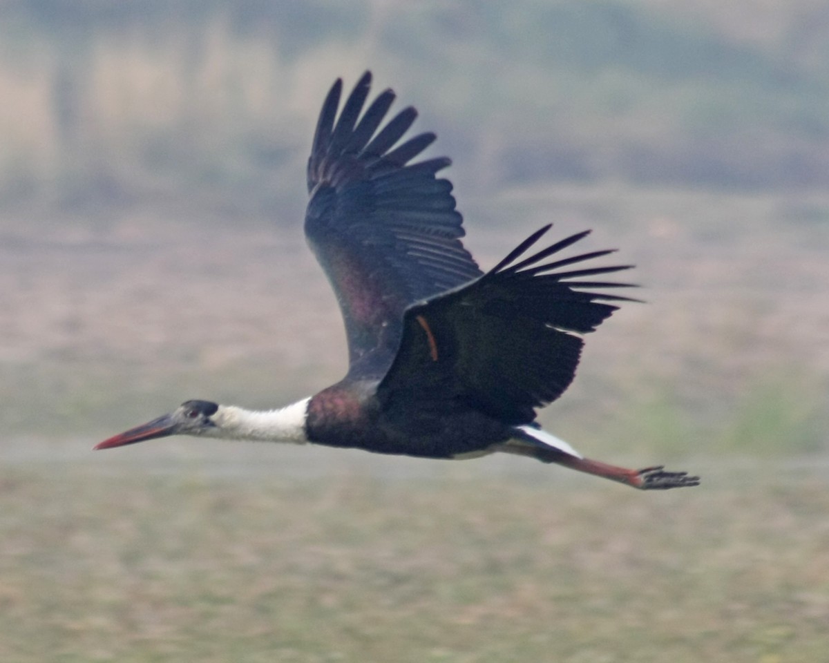 Asian Woolly-necked Stork - ML302039391