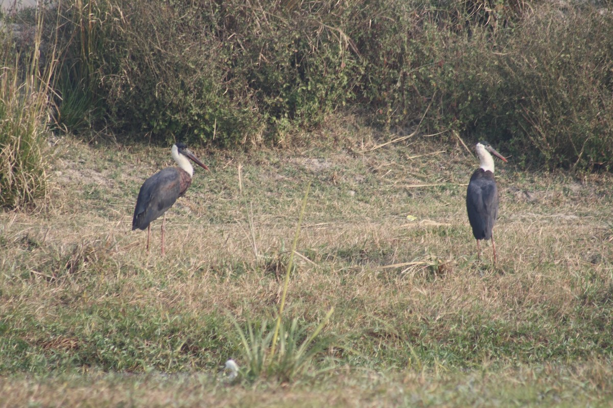 Asian Woolly-necked Stork - ML302039411