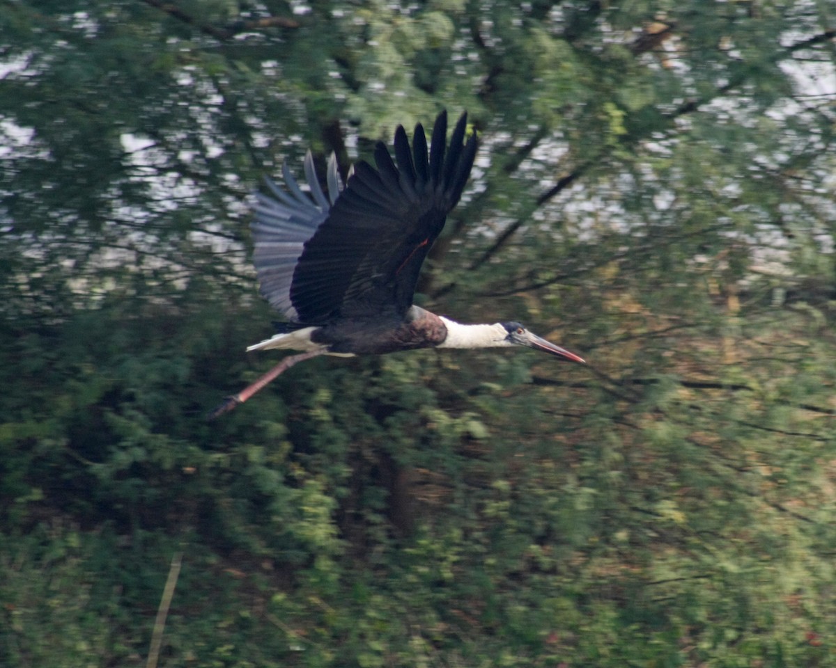 Asian Woolly-necked Stork - ML302039421