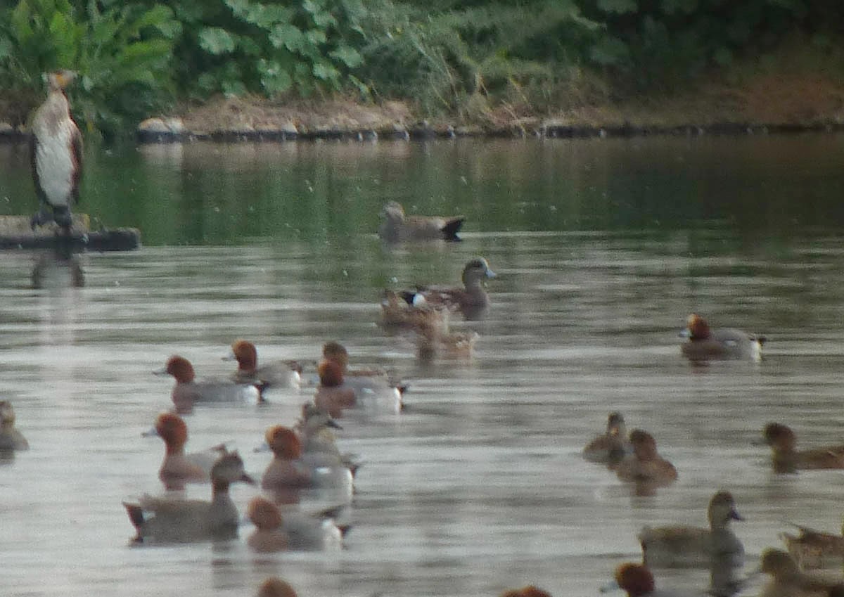 American Wigeon - ML302039461