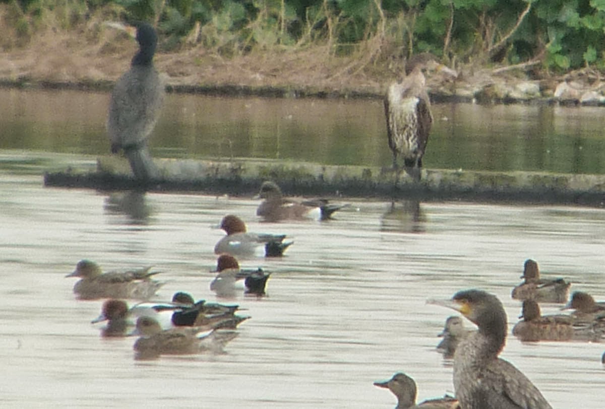 American Wigeon - ML302039491