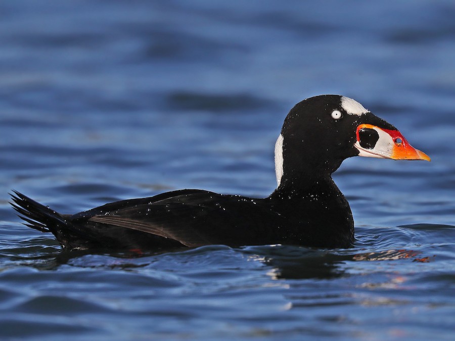 Surf Scoter - Pennsylvania Bird Atlas