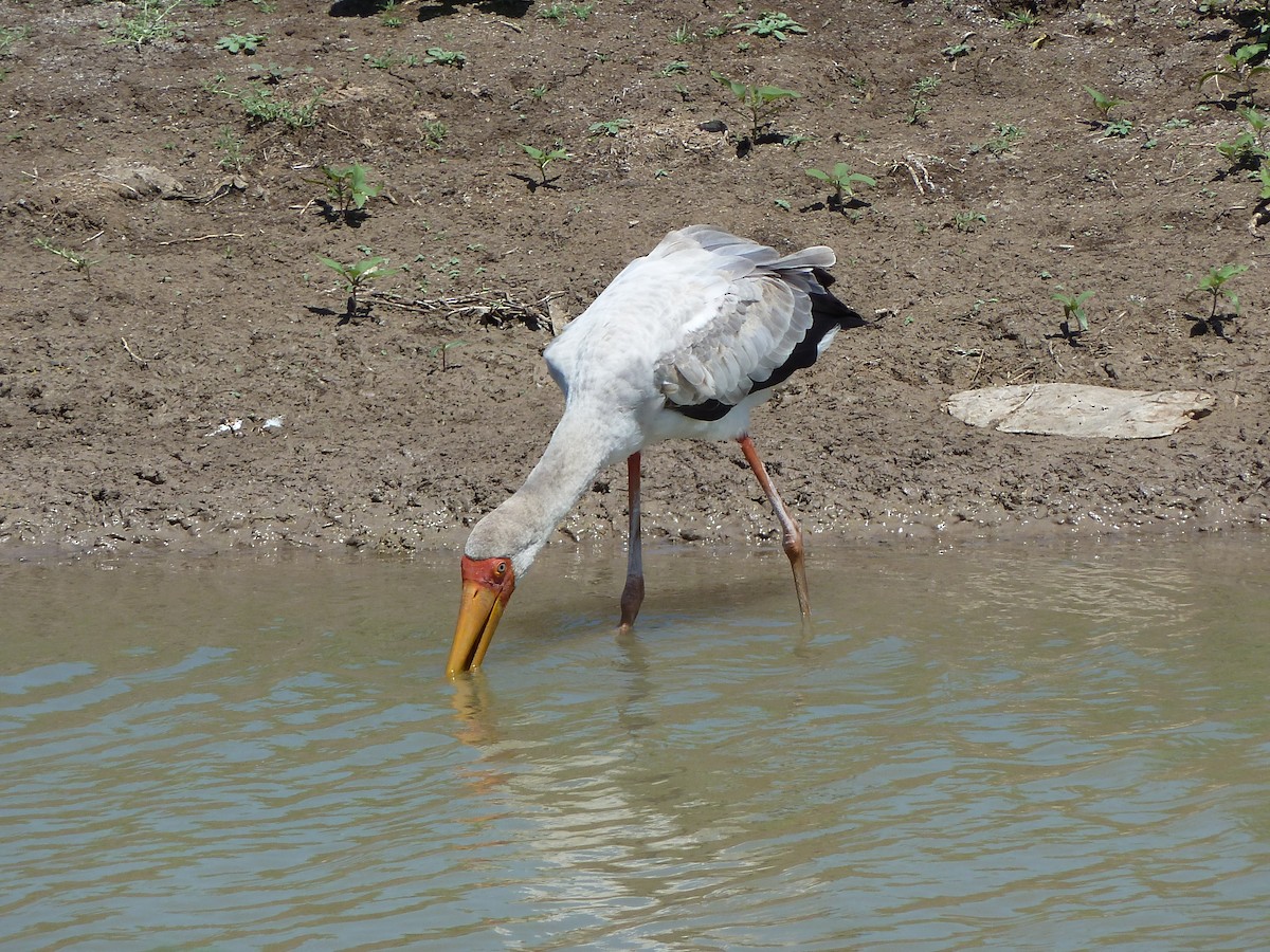 Tantale ibis - ML302040541