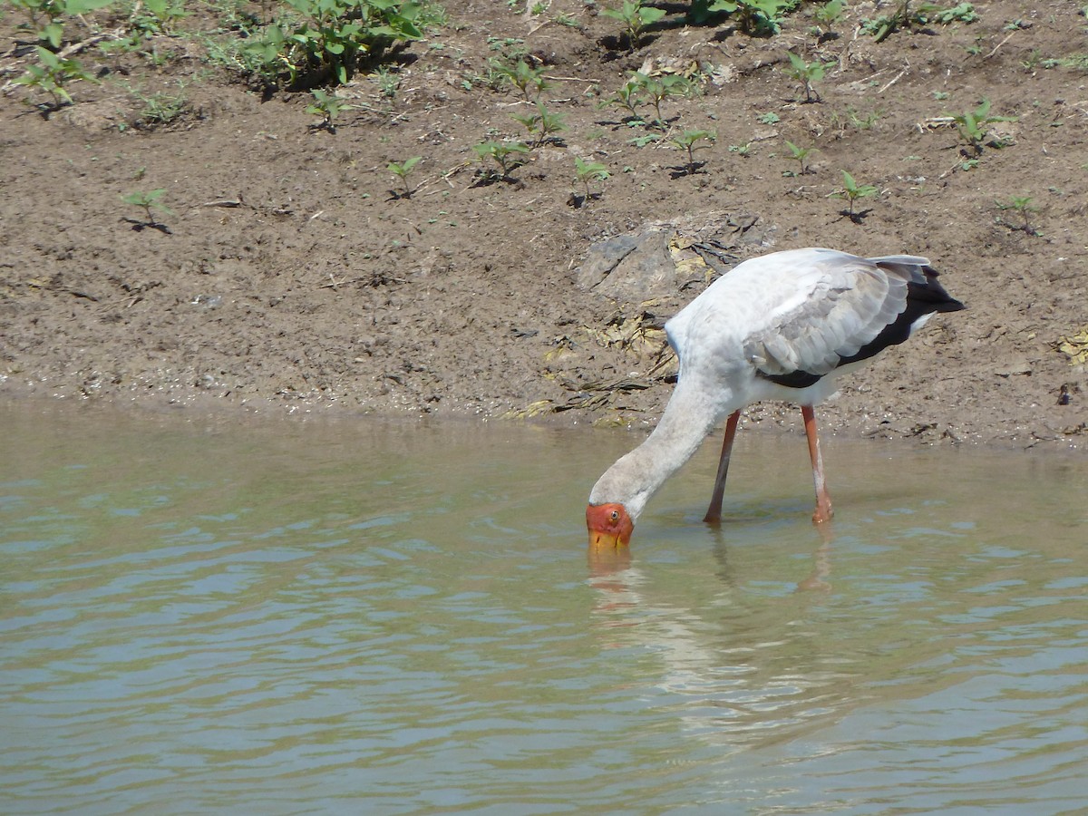 Yellow-billed Stork - Itay Berger