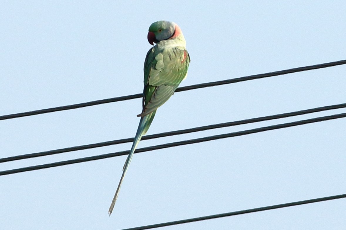 Alexandrine Parakeet - ML302040631