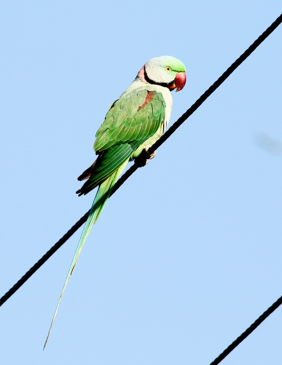 Alexandrine Parakeet - ML302040641