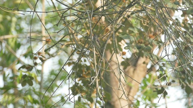 Gray Seedeater - ML302040981